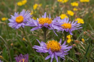 Aster des Alpes © C. Balais - Parc national de la Vanoise