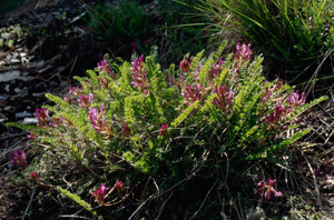 Astragale de Montpellier, Esparcette bâtarde © M-G. Bourgeois - Parc national de la Vanoise