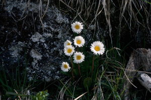 Grande Pâquerette des montagnes © R. Jordana - Parc national de la Vanoise