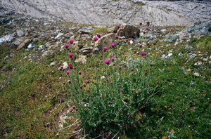 Chardon à pédoncules nus, Chardon décapité © A. Chastin - Parc national de la Vanoise