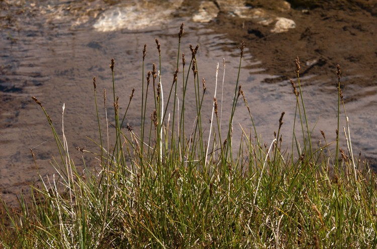Kobrésie simple &copy; C. Balais - Parc national de la Vanoise