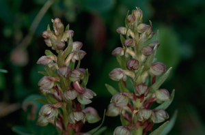 Orchis vert, Orchis grenouille, Satyrion vert © L. Imberdis - Parc national de la Vanoise