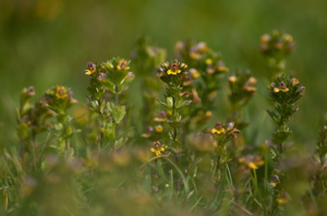 Euphraise naine © M. Herrmann - Parc national de la Vanoise