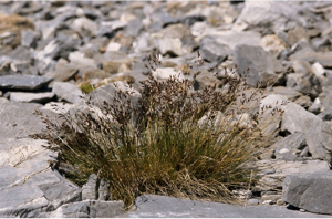Fétuque à quatre fleurs © J. Blanchemain - Parc national de la Vanoise
