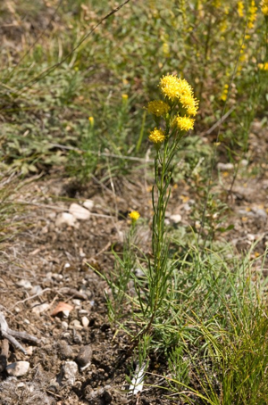 Aster linosyris, Linosyris, Linosyris à feuilles de Lin © P. Lacosse - Parc national de la Vanoise