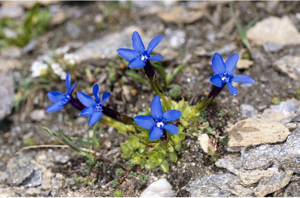 Gentiane de Schleicher © C. Denise - Parc national de la Vanoise