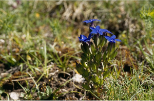 Gentiane à calice renflé, Gentianelle à calice renflé © M-G. Bourgeois - Parc national de la Vanoise