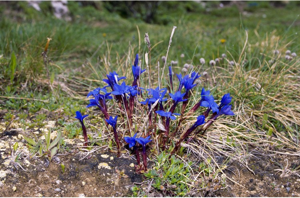 Gentiane printanière © F. Storck - Parc national de la Vanoise