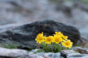 Benoîte commune, Herbe de saint Benoît © N. Ambec - Parc national de la Vanoise