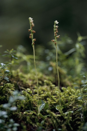 Goodyère rampante © F. Storck - Parc national de la Vanoise