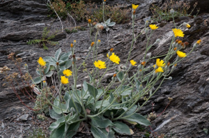Épervière tomenteuse © V. Auge - Parc national de la Vanoise