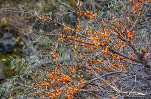 Argousier, Saule épineux © C. Balais - Parc national de la Vanoise