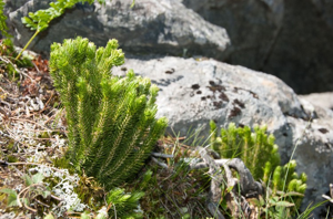 Lycopode sélagine, Lycopode dressé © F. Storck - Parc national de la Vanoise