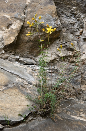 Millepertuis coris © J. Blanchemain - Parc national de la Vanoise
