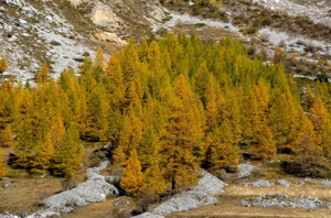 Mélèze d'Europe, Pin de Briançon © M. Herrmann - Parc national de la Vanoise