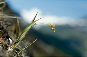 Luzule jaune © P. Benoît - Parc national de la Vanoise