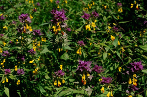 Melampyre sylvatique © C. Gotti - Parc national de la Vanoise