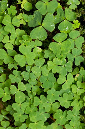 Pain de coucou, Oxalis petite oseille, Surelle, Alleluia © M. Herrmann - Parc national de la Vanoise