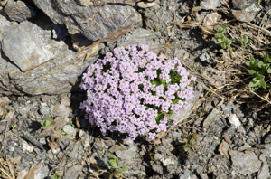 Pétrocallis des Pyrénées, Drave des Pyrénées © M. Herrmann - Parc national de la Vanoise