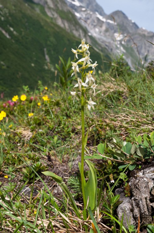 Platanthère à deux feuilles, Platanthère à fleurs blanches © V. Auge - Parc national de la Vanoise