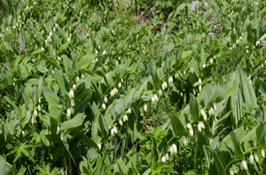 Sceau de salomon odorant, Polygonate officinal © M. Herrmann - Parc national de la Vanoise