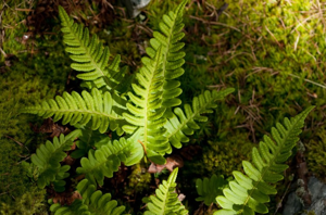 Réglisse des bois, Polypode vulgaire © M. Herrmann - Parc national de la Vanoise