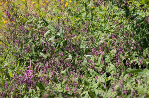 Prénanthe pourpre, Prénanthès © M. Herrmann - Parc national de la Vanoise