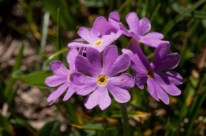Primevère farineuse © C. Balais - Parc national de la Vanoise