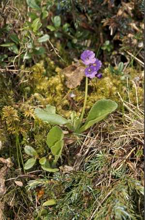 Primevère à feuilles larges, Primevère à larges feuilles © F. Storck - Parc national de la Vanoise
