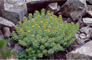 Orpin rose, Rhodiole rose © C. Denise - Parc national de la Vanoise