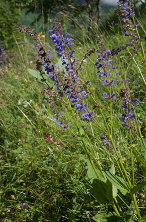 Sauge des prés, Sauge commune © F. Storck - Parc national de la Vanoise