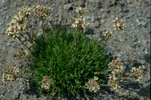 Saponaire jaune © M. Delmas - Parc national de la Vanoise