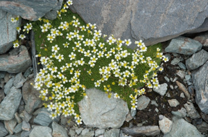 Saxifrage fausse-mousse © C. Gotti - Parc national de la Vanoise
