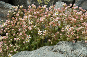 Orpin à feuilles serrées, Orpin à feuilles épaisses © C. Balais - Parc national de la Vanoise
