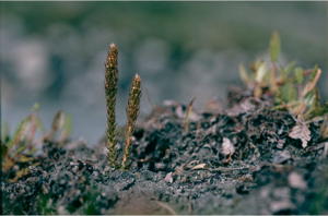 Selaginelle fausse sélaginelle, Sélaginelle épineuse © P. Benoît - Parc national de la Vanoise