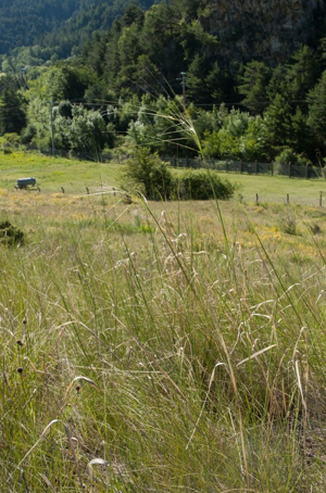Plumet chevelue, Stipe capillaire © P. Lacosse - Parc national de la Vanoise