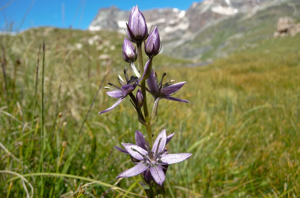 Swertie pérenne, Swertie vivace © L. Poulet - Parc national de la Vanoise