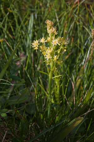 Tofieldie à calicule © V. Auge - Parc national de la Vanoise