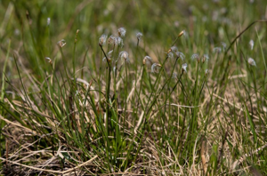 Scirpe de Hudson © V. Auge - Parc national de la Vanoise