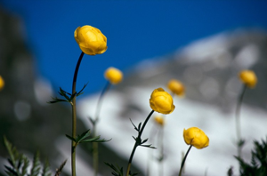 Trolle d'Europe © M-G. Bourgeois - Parc national de la Vanoise