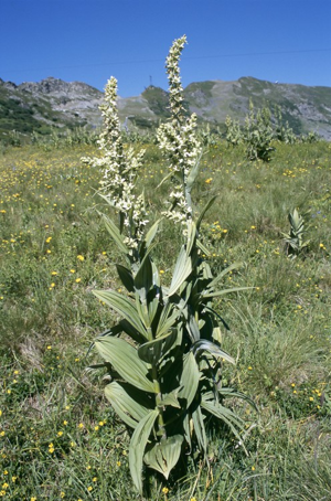 Vérâtre blanc, Varaire © F. Storck - Parc national de la Vanoise