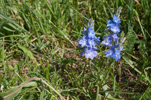 Véronique officinale, Herbe aux ladres © C. Balais - Parc national de la Vanoise