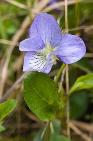 Violette étonnante, Violette singulière © S. Mêlé - Parc national de la Vanoise
