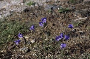 Campanule de Scheuchzer © C. Balais - Parc national de la Vanoise