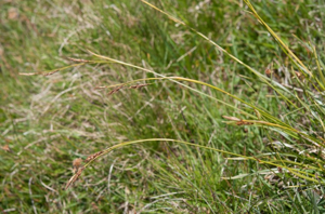 Laîche toujours verte © V. Auge - Parc national de la Vanoise