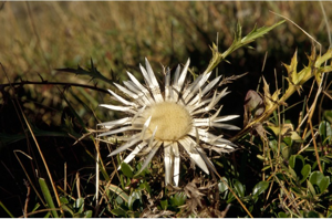 Carline caulescente © C. Balais - Parc national de la Vanoise