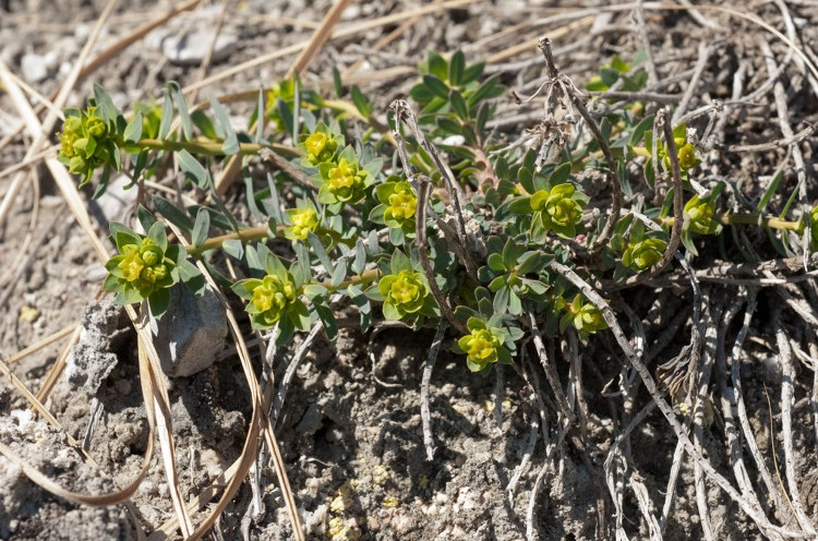 Euphorbe de Loiseleur &copy; P. Lacosse - Parc national de la Vanoise