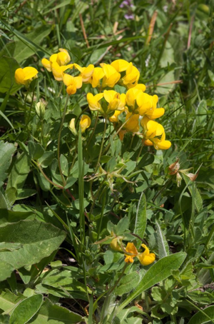 Sabot-de-la-mariée © V. Auge - Parc national de la Vanoise