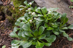 Saxifrage robuste © C. Balais - Parc national de la Vanoise