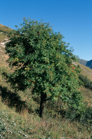 Sorbier des oiseleurs, Sorbier sauvage © C. Gotti - Parc national de la Vanoise